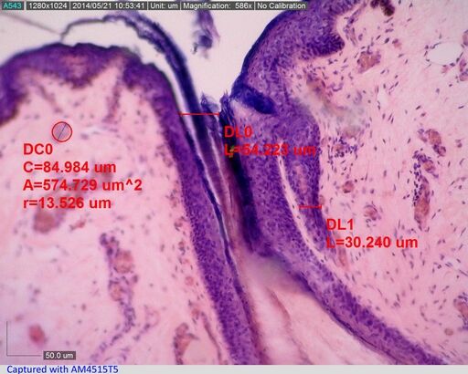Dino-Lite AM4515T8 Edge Digital USB Mikroskop, 800x , Magnification Reading